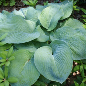 hosta sieboldiana elegans plantselect