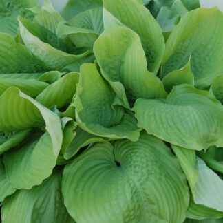 hosta sum and substance plantselect