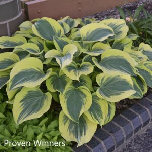 hosta xliberty proven winners