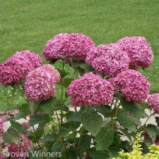 hydrangea arborescens invicibelle mini mauvette proven winner