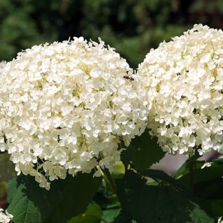 hydrangea arborrescens annabelle pixabay