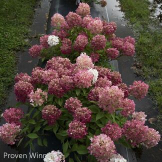 hydrangea paniculata fire light tidbit proven winners