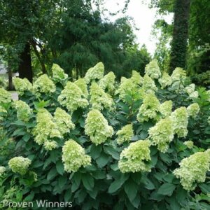 hydrangea paniculata limelight prime proven winner