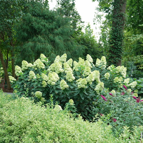 hydrangea paniculata limelight proven winners
