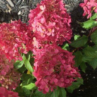 hydrangea paniculata vanille fraise septembre 2