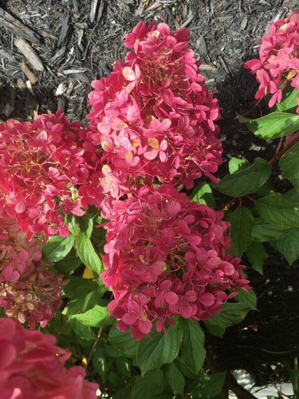 hydrangea paniculata vanille fraise septembre 2