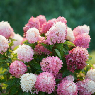 hydrangea paniculata zinfindoll proven winners