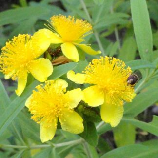 hypericum kalmianum public domain wiki