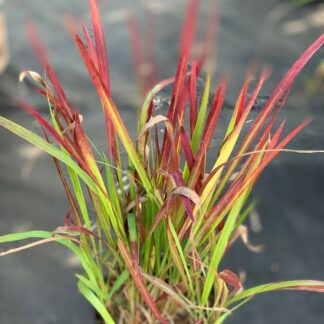 imperata cylindrica red baron jardinpro 2