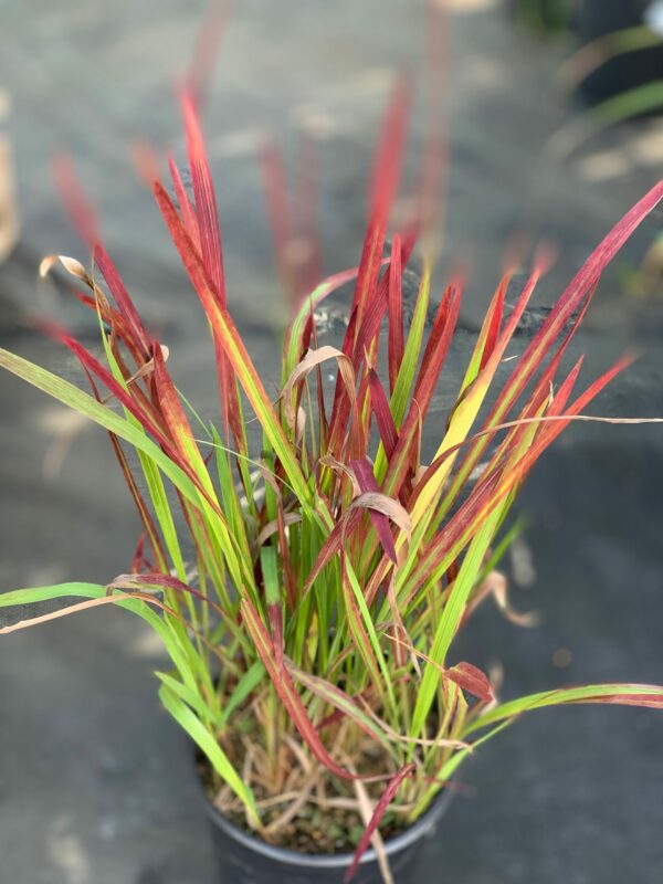 imperata cylindrica red baron jardinpro 2