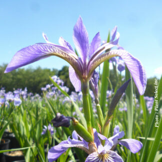 iris versicolor plantselect