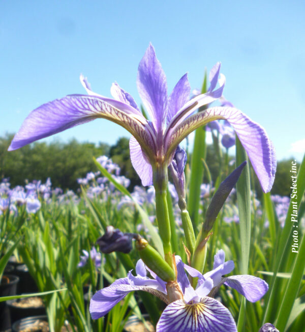 iris versicolor plantselect