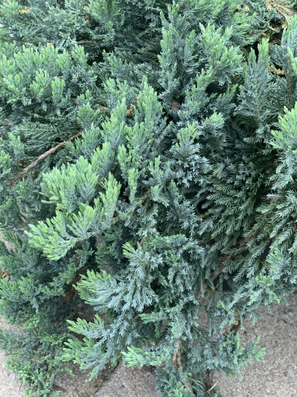 juniperus horizontalis blue chip jardinpro 1 min