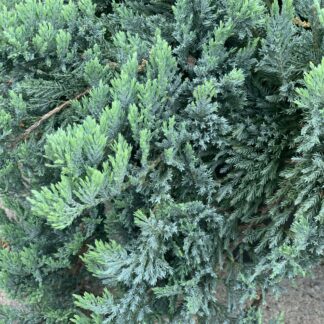 juniperus horizontalis blue chip jardinpro 1 min