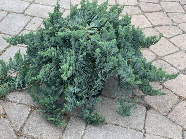juniperus horizontalis blue chip jardinpro 2 min