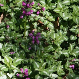 lamium maculatum checkers public domainwiki