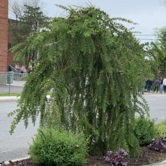 larix decidua pendula jardinpro