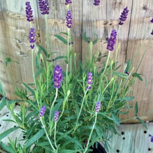 lavandula angustifolia hidcote jardinpro 2