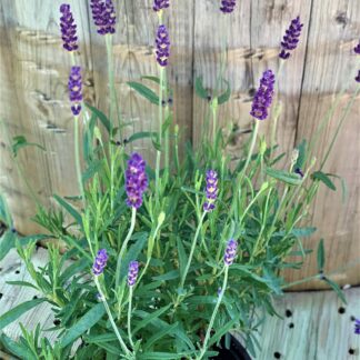 lavandula angustifolia hidcote jardinpro 2