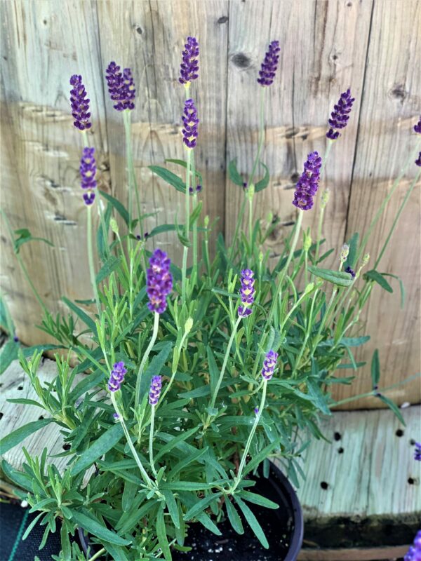 lavandula angustifolia hidcote jardinpro 2