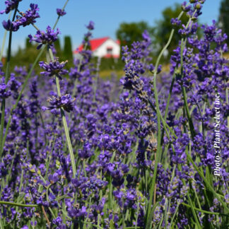 lavandula angustifolia munstead plantselect