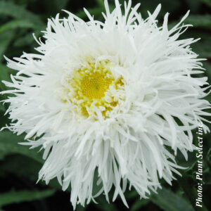 leucanthemum superbum aglaia plantselect