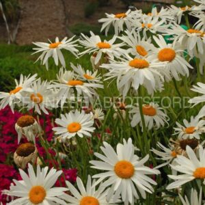 leucanthemum superbum alaska abbotsford