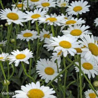 leucanthemum superbum becky walters gardens