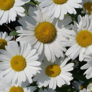 leucanthemum superbum snowcap plantselect