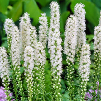 liatris spicata floristant white plantselect