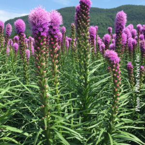 liatris spicata kobold plantselect