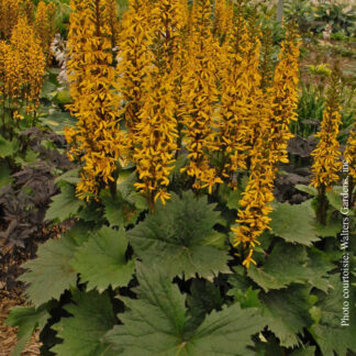 ligularia stenocephala little rocket plantselect