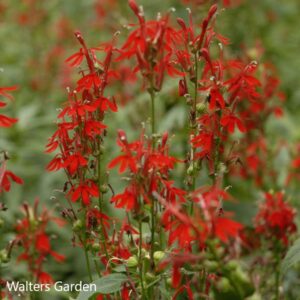 lobelia cardinalis walters garden