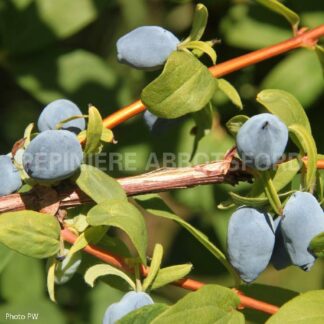 lonicera caerulea yezberry solo abbotsford