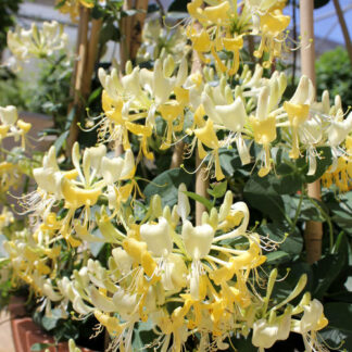 lonicera periclymenum scentsation proven winners