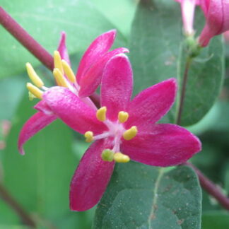 lonicera tatarica wiki