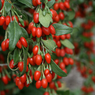 lycium barbarum goji2 proven winners