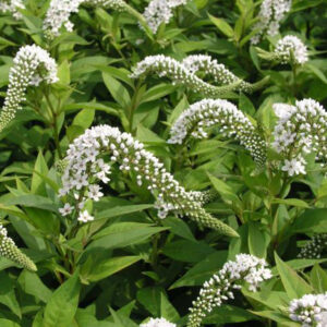 lysimachia clethroides plantselect