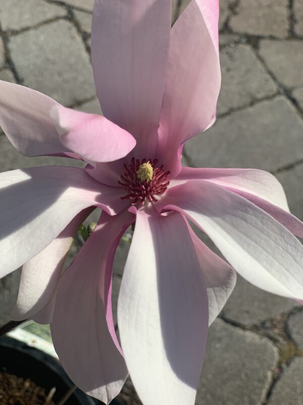 magnolia leonard messel jardinpro 1