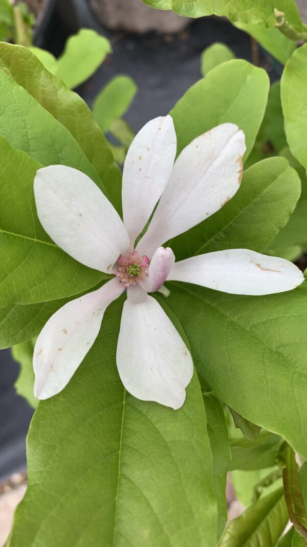 magnolia loebneri leonard messel 2