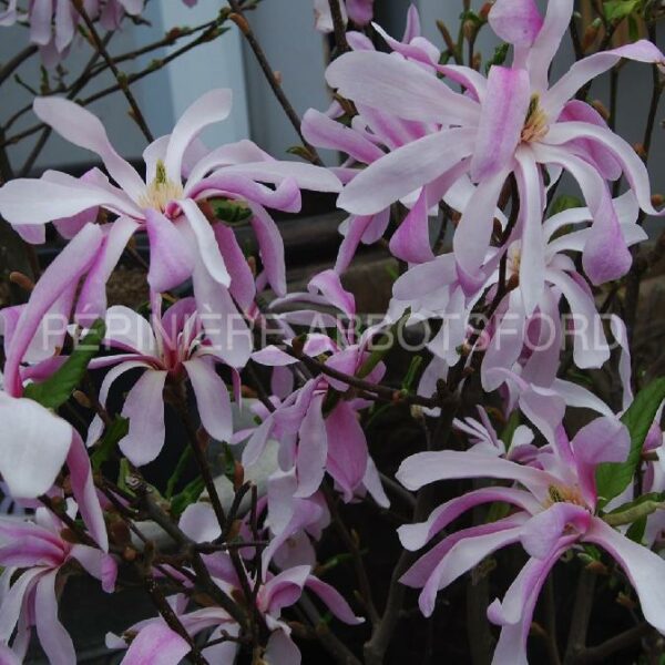 magnolia loebneri leonard messel abbotsford