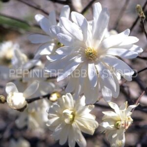 magnolia stellata royal star abbotsford