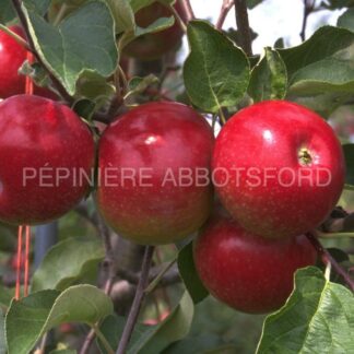 malus domestica freedom abbotsford 1