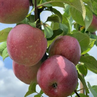 malus domestica liberty jardinpro 6