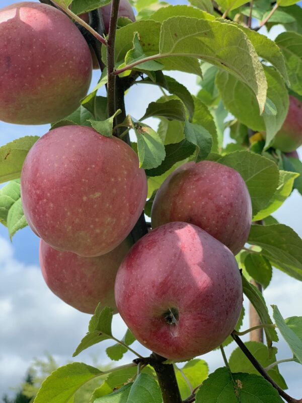 malus domestica liberty jardinpro 6