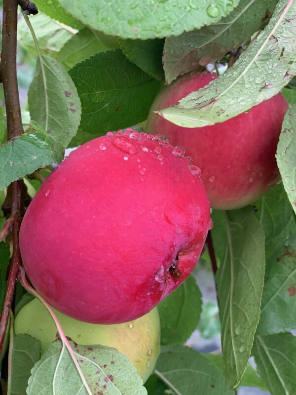 malus domestica melba jardnpro 1 1