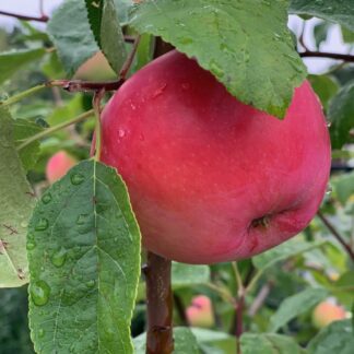 malus domestica melba jardnpro 2 1