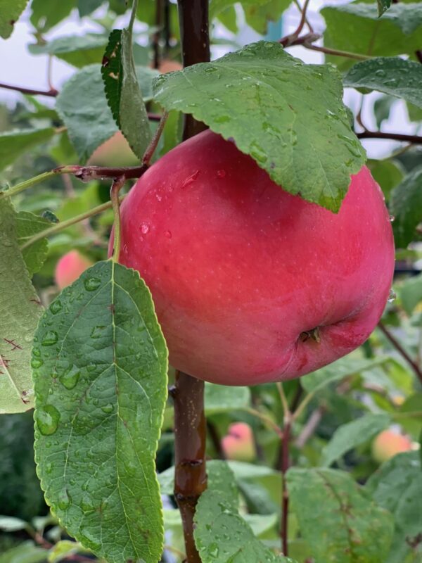 malus domestica melba jardnpro 2 1