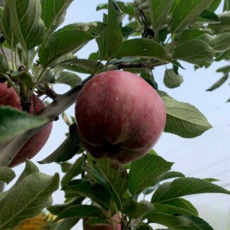 malus domestica red delicious jardinpro 3