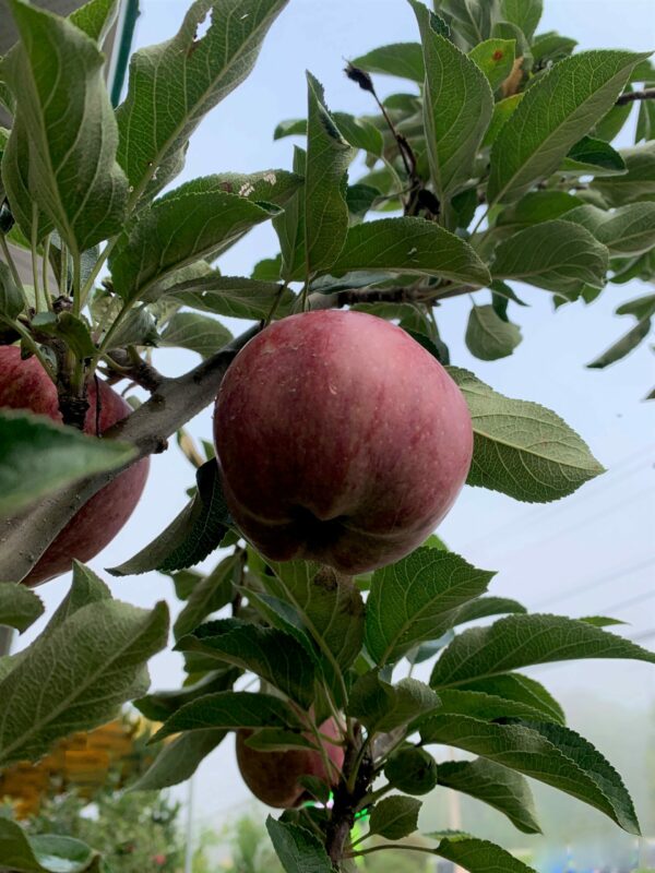 malus domestica red delicious jardinpro 3